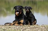 BEAUCERON - ADULTS and PUPPIES 036